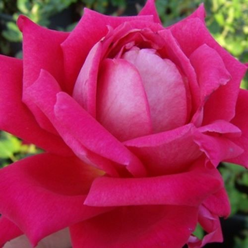 Rosa, mit hellerer rückseite des blütenblattes - teehybriden-edelrosen